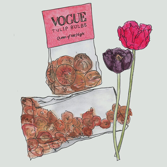 bloembollen in transparante zakjes met fullcolour kaart