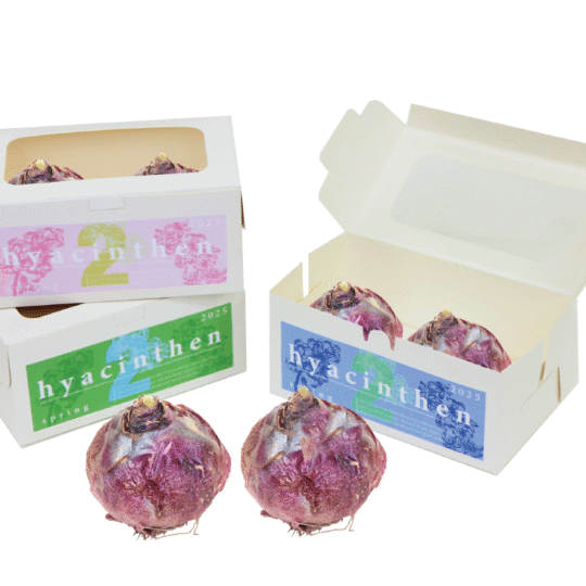 vensterdoosje met hyacinthen